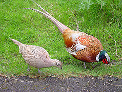 Pheasant Bird Facts  Phasianus Colchicus - A-Z Animals